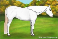 Horse Color:Buckskin Varnish 