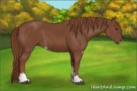 Horse Color:Chestnut Sabino 