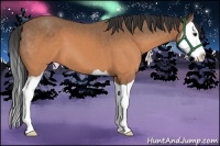 Horse Color:Buckskin Splash 