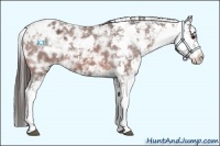 Horse Color:Bay Ice Sabino Appaloosa 
