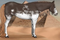 Horse Color:White Spotted Liver Chestnut Frame