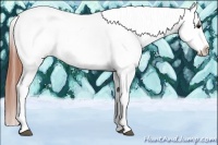 Horse Color:Bay Dun Splash Tobiano Appaloosa 