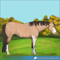 Horse Color:Bay Dun Sabino