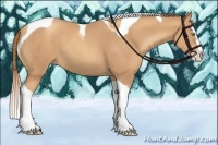 Horse Color:Gold Champagne Splash Tobiano