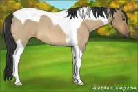 Horse Color:Buckskin Roan Dun Tobiano