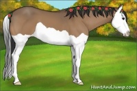 Horse Color:Bay Dun Splash 
