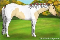 Horse Color:Buckskin Dun Tobiano 