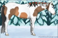 Horse Color:Buckskin Splash Tobiano 