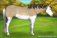 Horse Color:Buckskin Dun Splash Rabicano 