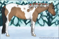 Horse Color:Bay Dun Tobiano 