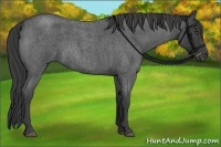 Horse Color:Smoky Blue Roan