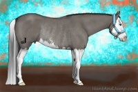 Horse Color:Smoky Grullo Roan Sabino Splash Rabicano 