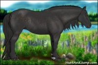 Horse Color:Liver Chestnut Rabicano