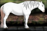 Horse Color:Bay Roan Appaloosa Rabicano