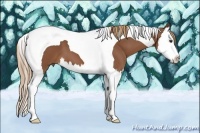 Horse Color:Chestnut Splash Tobiano