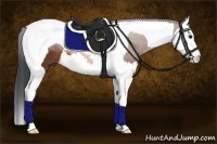 Horse Color:Bay Splash Tobiano