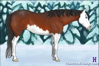 Horse Color:Bay Sabino Splash 