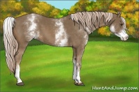 Horse Color:White Spotted Chocolate Palomino 