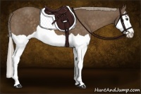 Horse Color:Chocolate Palomino Splash 