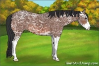 Horse Color:Bay Ice Sabino 