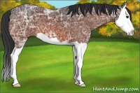 Horse Color:Bay Ice Splash 