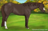 Horse Color:Liver Chestnut 