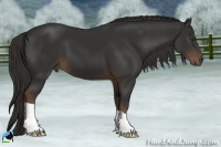 Horse Color:Liver Chestnut 