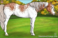 Horse Color:White Spotted Silver Bay Ice Rabicano 