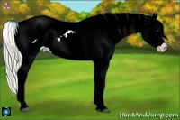 Horse Color:Silver Bay Appaloosa 