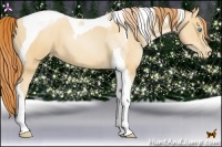 Horse Color:Amber Champagne Pearl Tobiano 