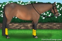 Horse Color:Buckskin Rabicano 