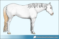 Horse Color:Buckskin Dun Sabino Appaloosa