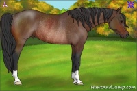 Horse Color:Bay Rabicano 