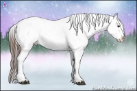 Horse Color:Brown Appaloosa 