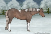 Horse Color:Silver Black Tobiano
