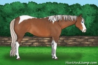 Horse Color:White Spotted Silver Bay Splash Tobiano