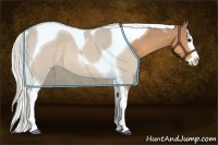 Horse Color:Silver Buckskin Splash Tobiano 