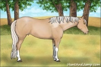 Horse Color:Silver Bay Pearl Tobiano