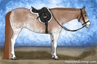 Horse Color:White Spotted Red Roan 