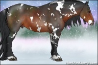 Horse Color:White Spotted Brown