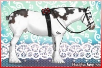 Horse Color:White Spotted Brown Splash Frame 