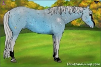 Horse Color:ERROR: UNKNOWN ANOMALY