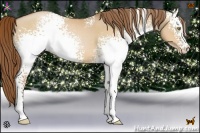 Horse Color:White Spotted Bay Pearl Dun