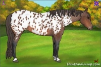 Horse Color:Bay Appaloosa 