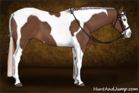 Horse Color:Chestnut Splash Tobiano