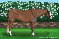 Horse Color:Chestnut Splash 