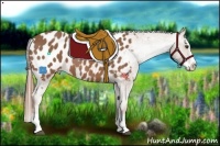 Horse Color:Chestnut Splash Appaloosa 