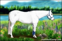 Horse Color:Bay Tobiano Appaloosa 