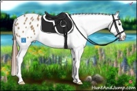 Horse Color:Red Dun Splash Appaloosa 