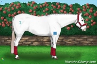 Horse Color:Chestnut Appaloosa 
